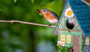 Bird in springtime outside of decorative house shaped birdhouse