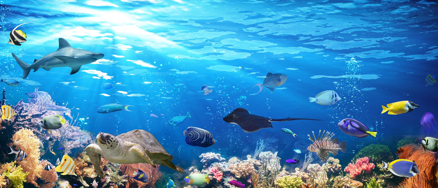 Ocean Scene with tropical fish