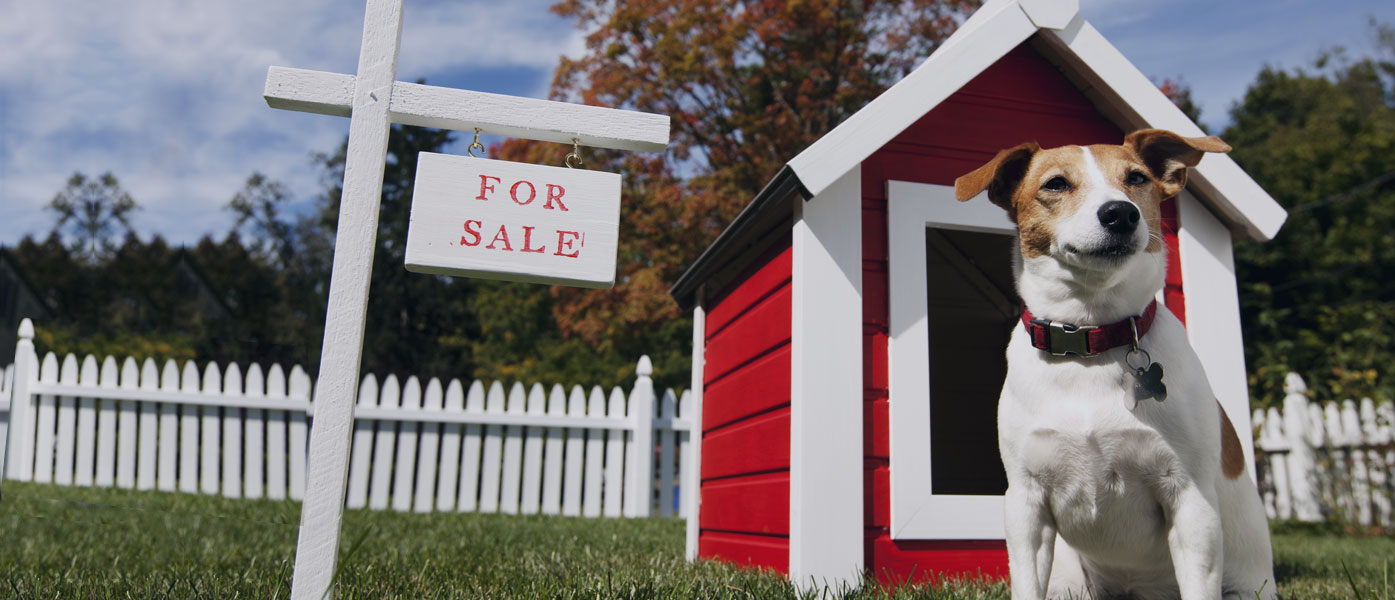 red dog house with for sale sign and terrier dog in front